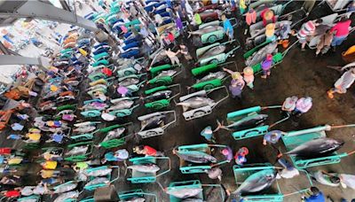 黑鮪魚豐收價格大跌 東港區漁會啟動保價機制 - 生活
