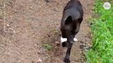 Watch Yellowstone wolves bring 'toys' home to their teething pups