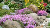 9 plants that can grow on rocks