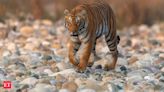Ranthambore to Corbett: A journey through the tiger hotspots of India - Jim Corbett National Park, Uttarakhand