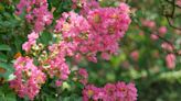 When should I prune my crepe myrtle? Experts explain when to trim your tree for beautiful blooms next year