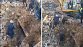 'What a miracle': Horse rescued from rubble 21 days after devastating Turkey quake