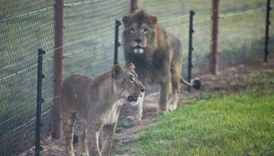 Leoa encontrada vagando pelas ruas durante a guerra da Ucrânia é transferida para santuário