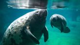 Surrogate Manatee Mom, Who Has Helped Dozens of Baby Manatees, Is Caring for 2 More on Mother's Day