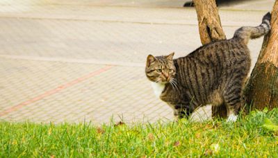 Cómo marcan los gatos su territorio