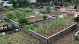 Philly's plan to boost urban farming is underway, but challenges lie ahead