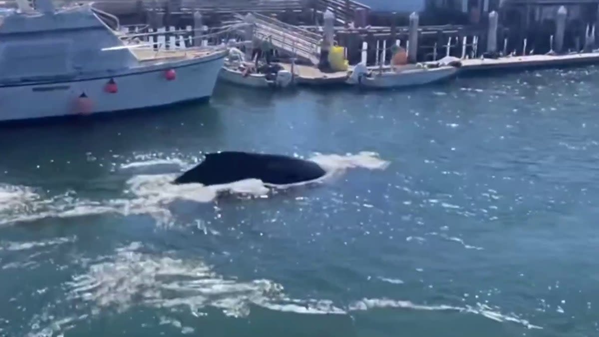 Whale spotted in Half Moon Bay harbor