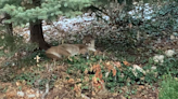 Mountain lion makes itself at home and feasts on raccoon in Utah backyard, officials say