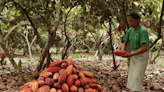 Ecuador destaca potencialidades del cacao en su economía - Noticias Prensa Latina