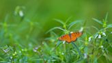 Does Not Mowing Your Lawn for a Month Really Help Pollinators? Conservation Experts Weigh In