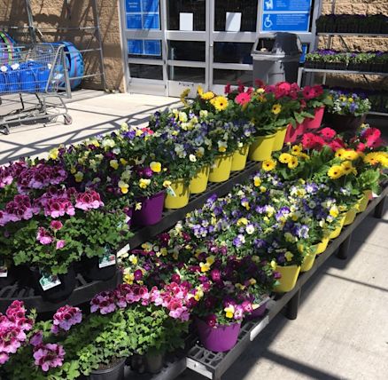 walmart-garden-center-crestwood- - Yahoo Local Search Results