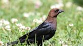What Are Cowbirds? And How To Keep Them Away