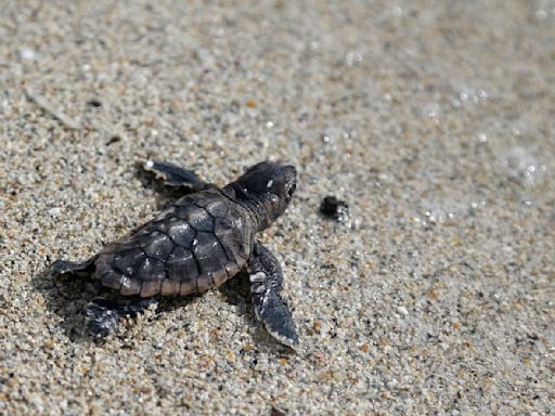 Prohibición de globos en Florida protegerá a tortugas, aves y otras especies marinas