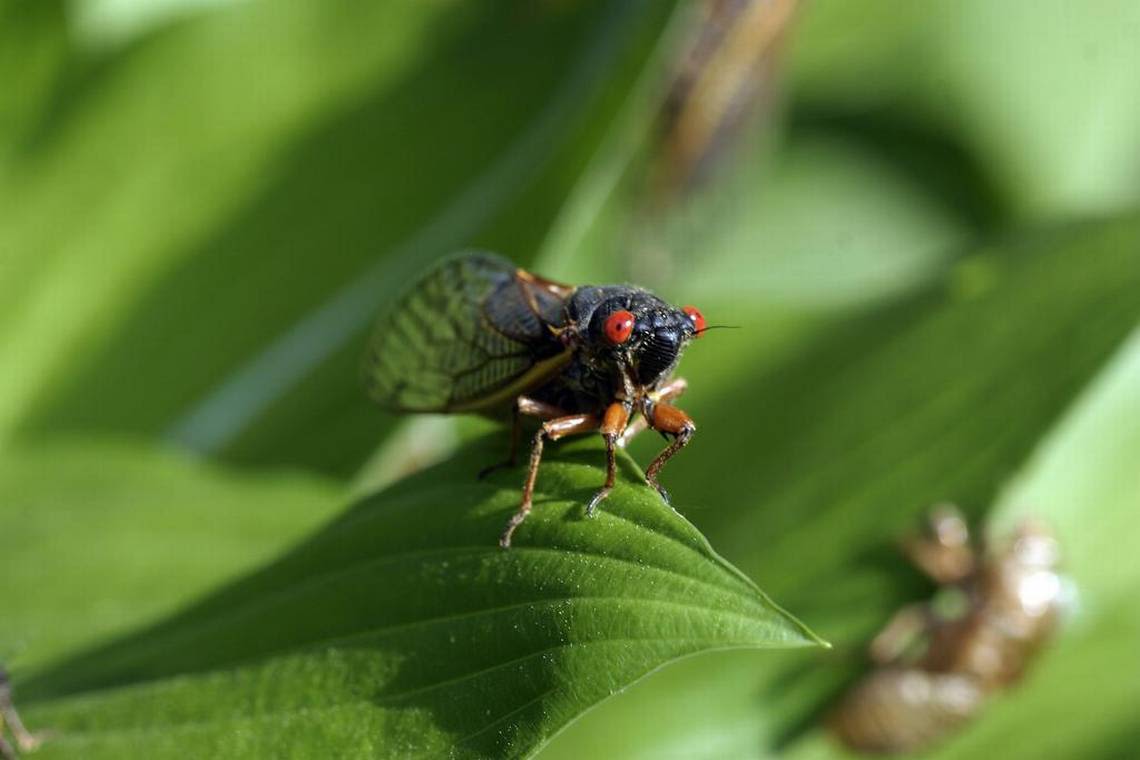 Could NC’s cicada season make us see more copperheads? Here’s what wildlife experts say