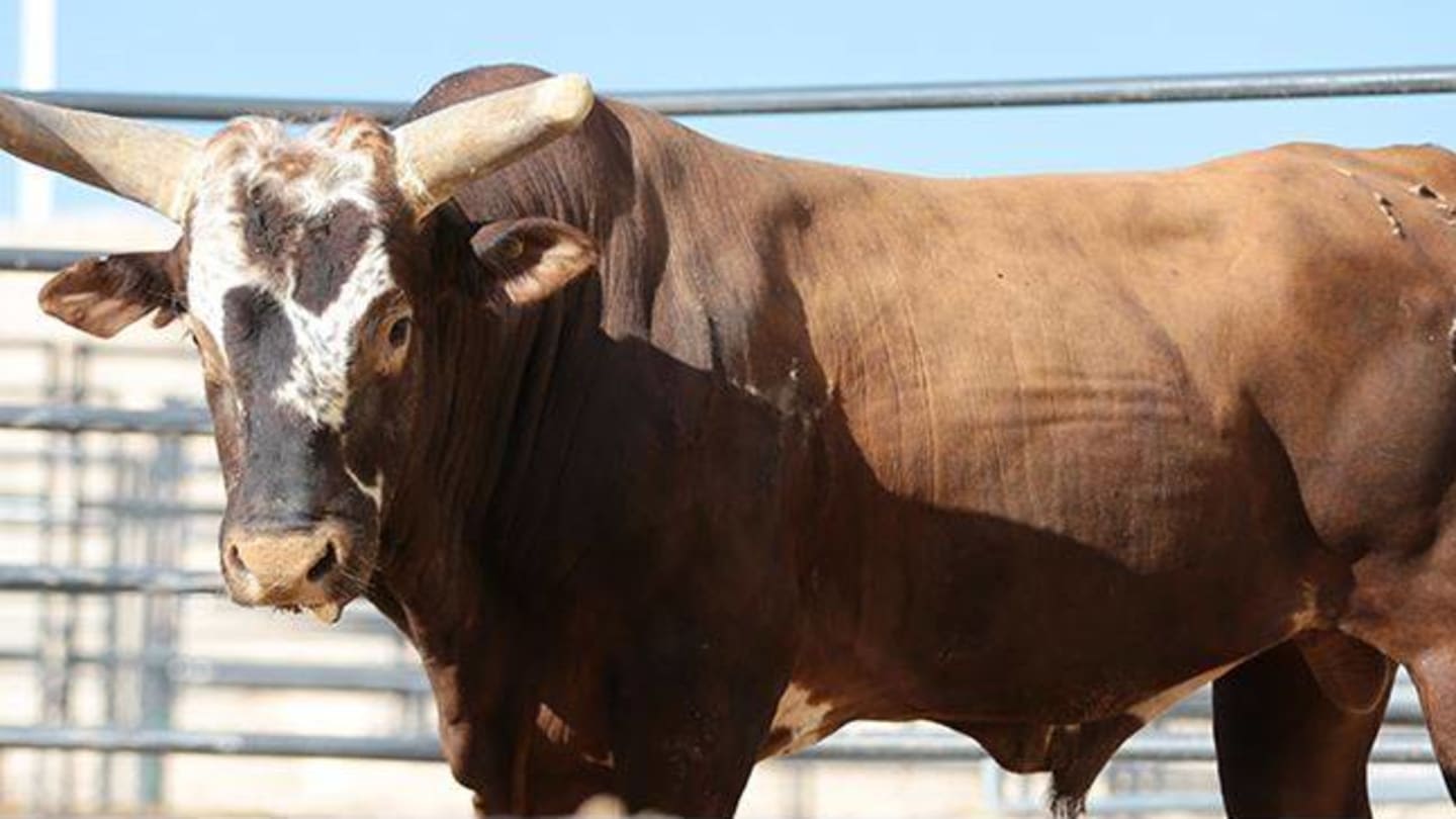 Bull Riding Legend Passes Away but His Legacy Will Live On Forever