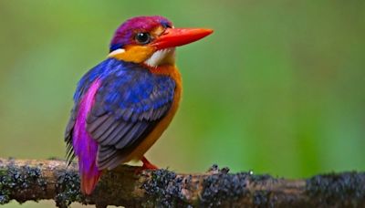 32 of the most colorful birds on Earth