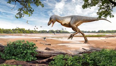 Buscan dar con nueva información sobre los T-Rex - Diario Hoy En la noticia