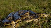 IAN NANCE: The Florida Python Challenge is back for another run