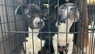 DMV Animal rescue takes in 90+ animals from Helene-impacted shelters