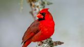 Want to go birdwatching? Baton Rouge is likely to see these spring birds