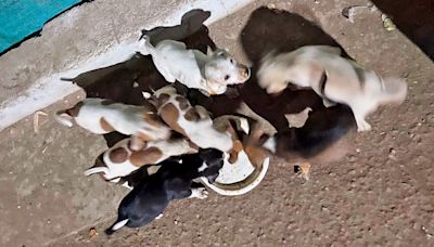 Mumbai: Security guard, NESCO employee booked for deaths of 26 stray dogs