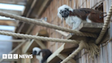 Free entry to Newquay Zoo for people born in 1969