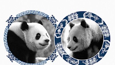 Giant pandas are returning to D.C.’s National Zoo. Meet Bao Li and Qing Bao.
