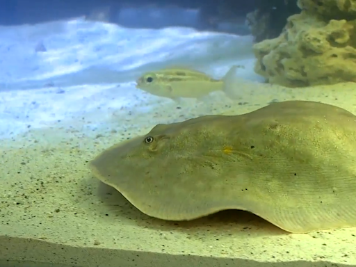 Marine biologist: Why Charlotte the stingray might be having a longer-than-usual pregnancy