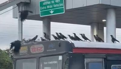 'Where Are They Going?' Video Of Crows Taking A Free Ride On Mumbai Bus Is Trending - News18