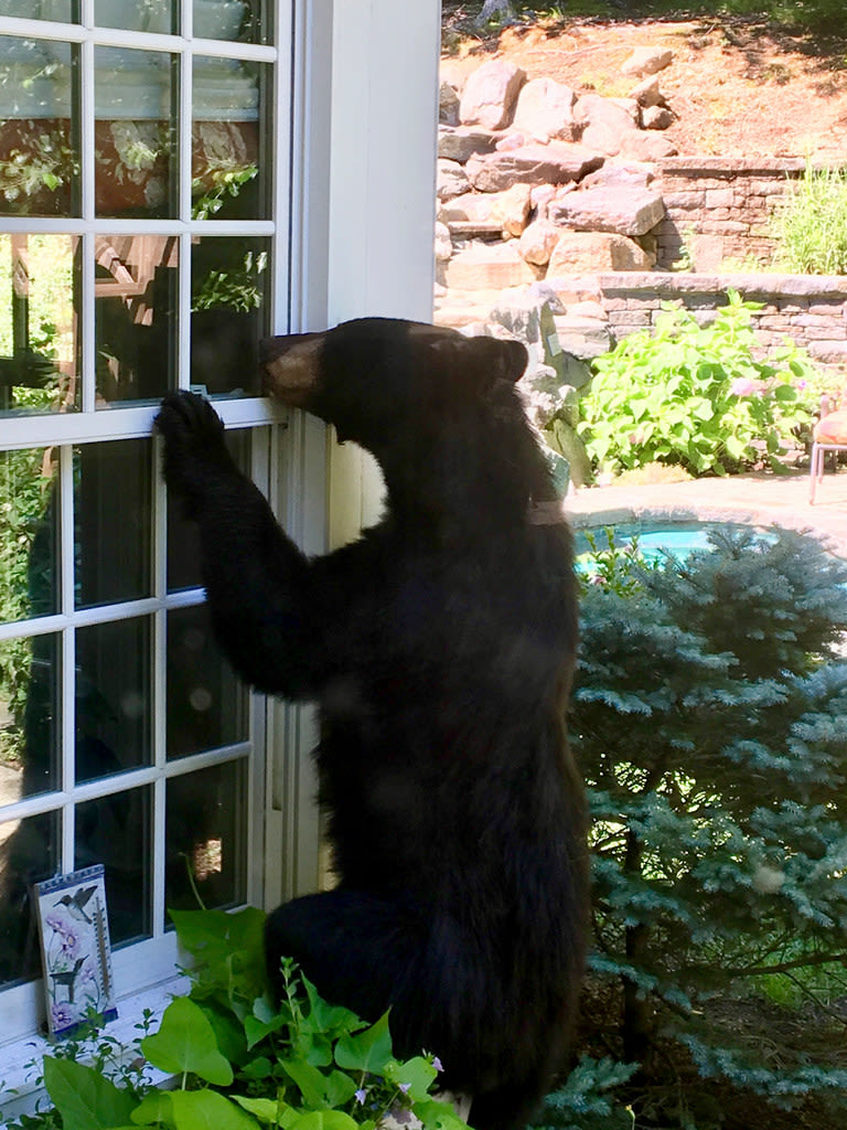 Black bear found acting strangely last year in CT tested positive for rabies, a rarity in the state