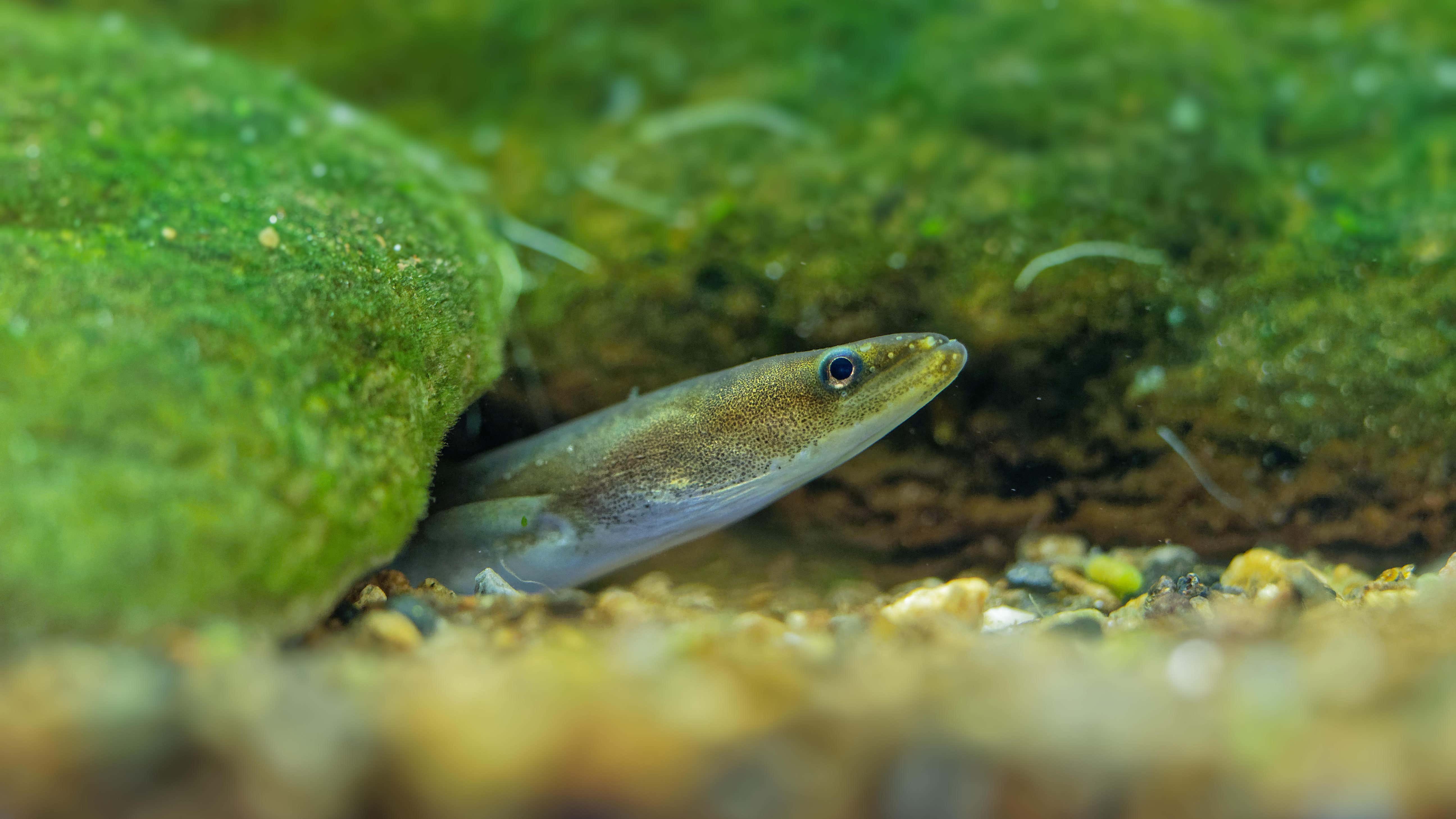 Rare European eel and tope shark among 81 species found along Sussex coastline