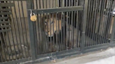Man mauled to death after jumping into lion enclosure to take selfie