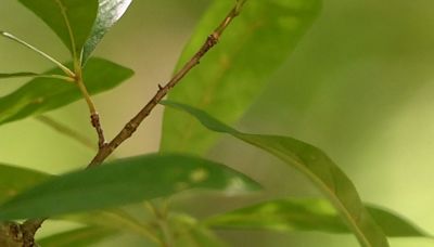 More ants and a drug-filled fungus: Things could get weird as cicadas emerge this spring