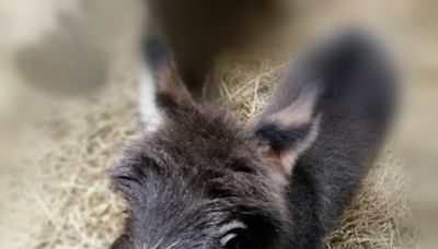 Newborn Miniature Donkey with Cutest Color Pattern Is Stealing Hearts All Over