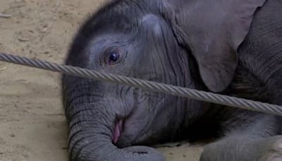 Toledo Zoo announces winning name of new elephant calf