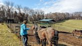 Horticulture, horses and ‘Chill Rooms’: One district goes all-in on mental health support - The Hechinger Report