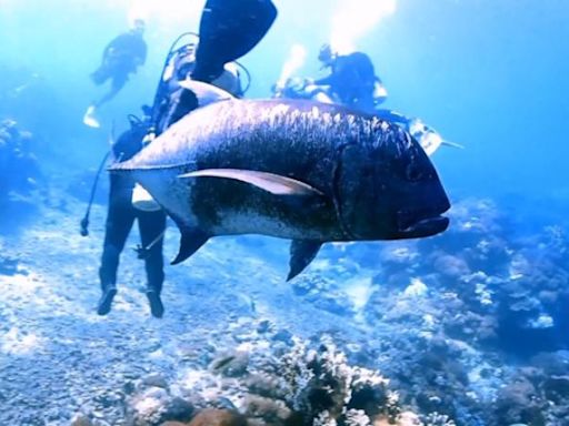 綠島潛水遇1.5米長牛港鰺伴游 學者：避免碰觸與餵食