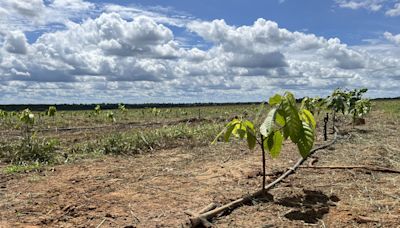 World’s Top Coffee, Soy and Sugar Supplier Wants to Rule Cocoa, Too