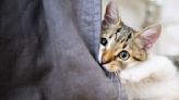 Warum Katzen an Möbeln kratzen - und was dagegen hilft