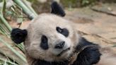 Pair of giant pandas set to travel from China to San Diego Zoo under conservation partnership