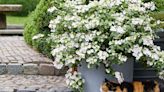 On Gardening: This hydrangea is a Fairytrail come true