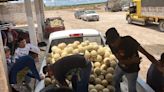 Productores de melón de San Pedro están batallando con las plagas