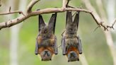 Bats Use Screamo Growls to Talk to Each Other
