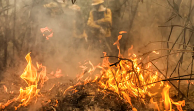 Polícia Federal investiga focos de incêndio no Pantanal | TNOnline