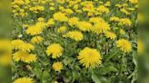 'Ok bloomer': Boise Dandelion Festival at Sunset Park