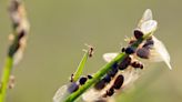 ‘Flying Ant Day’ arrives in UK as swarms of winged insects spotted