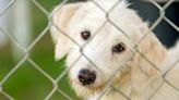 Humane Society of Missouri welcomes 62 dogs for rehabilitation