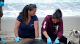 Scores of reports of sick sea lions along California's Central Coast