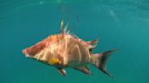 Color-changing hogfish use their skin to 'see' themselves — even after they're dead