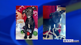 2 neglected Bay Minette dogs up for adoption